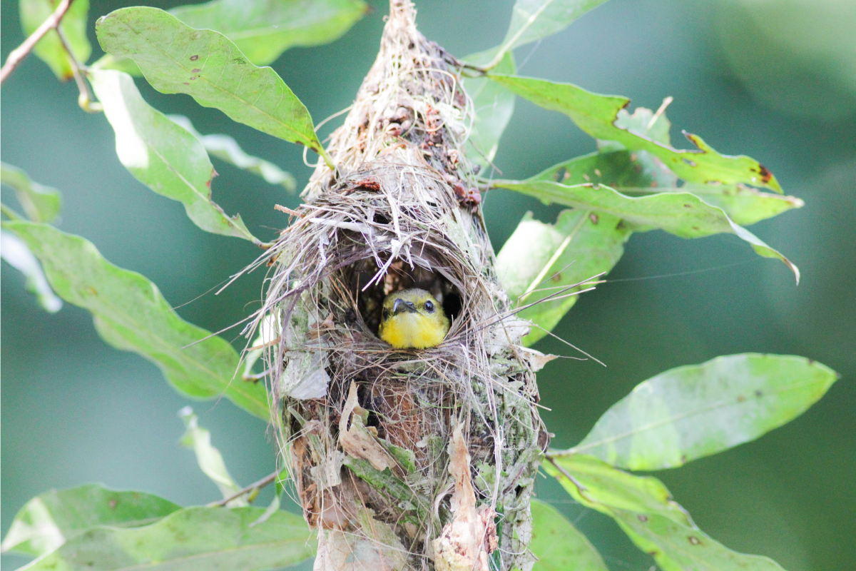 Identifying the sunbirds of Singapore